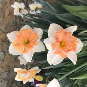 Hungarian Rhapsody Daffodil (Narcissus Hungarian Rhapsody) Img 5